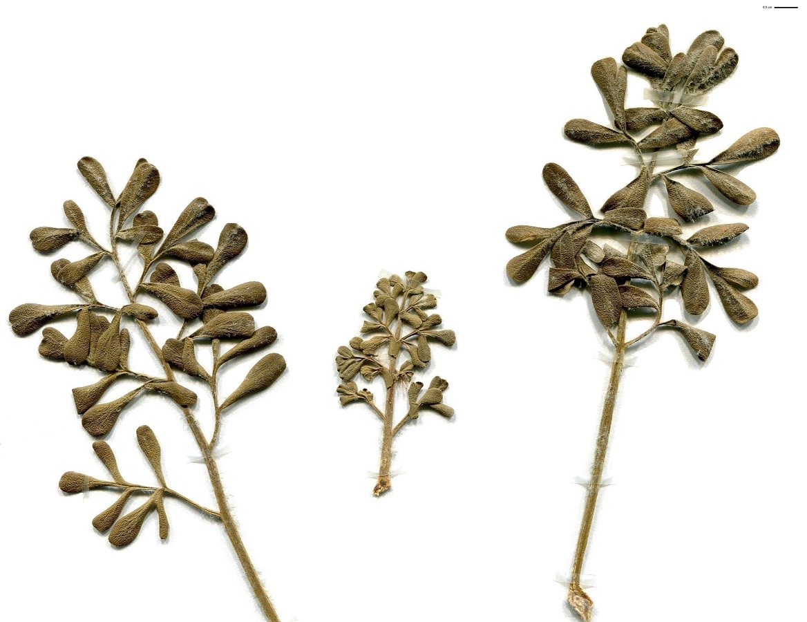 Ruta graveolens (Rutaceae)